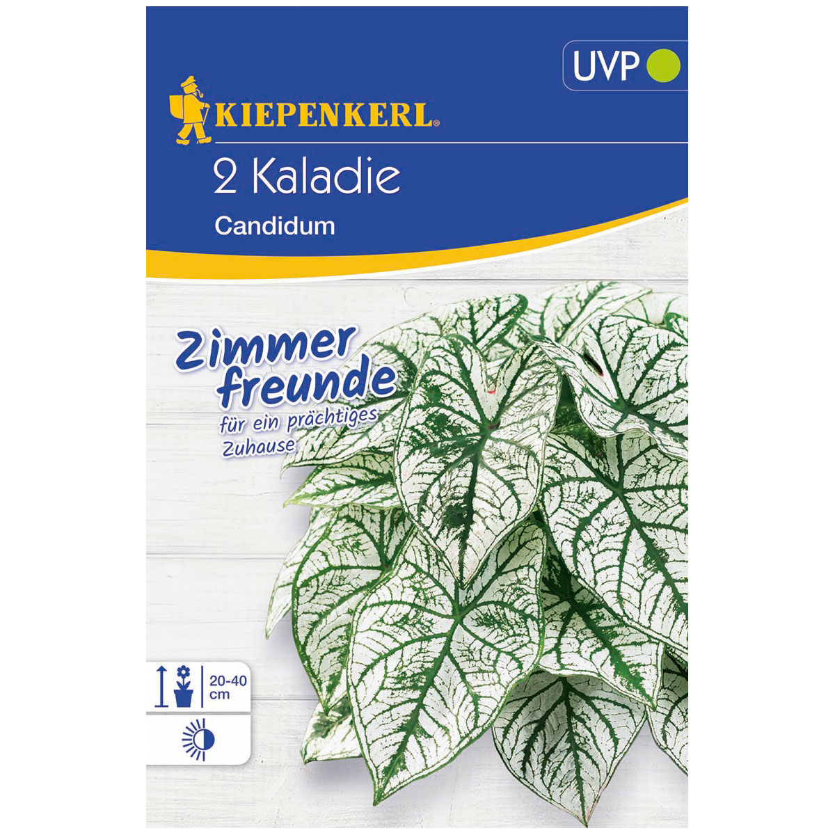 Kiepenkerl Kaladie Candidum Größe 2 2 Stück | 111451