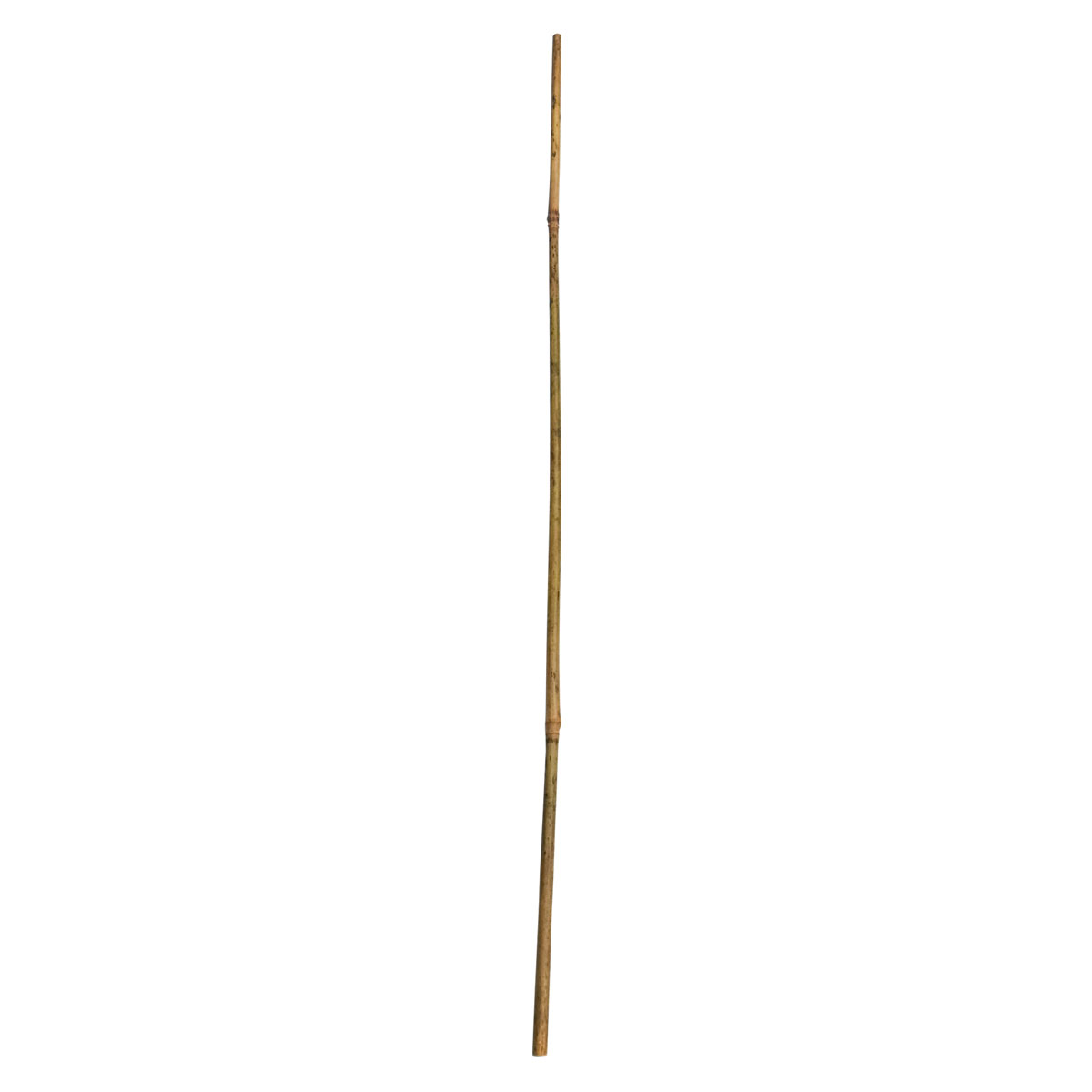 Wingart Bambusstab 75 cm | 245266