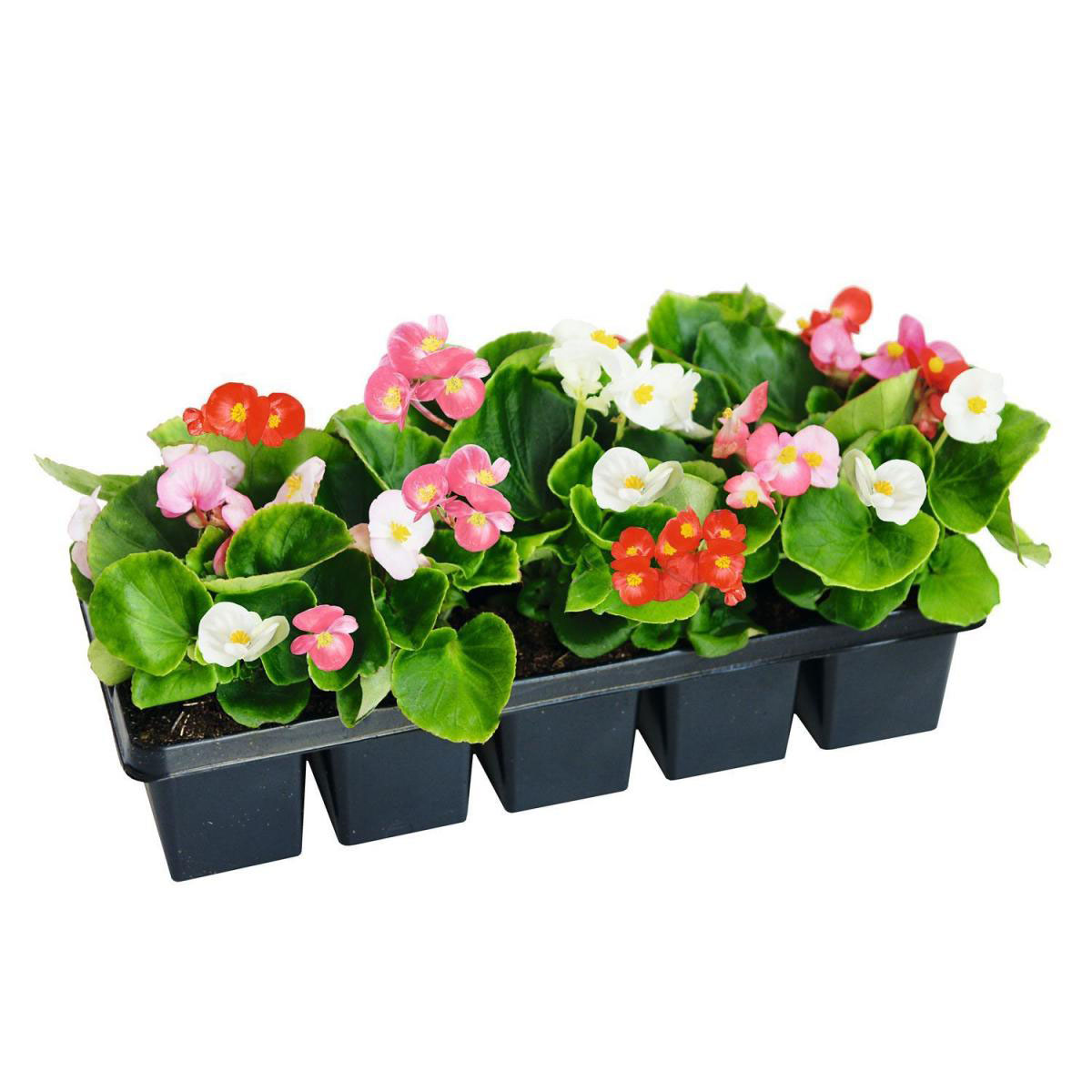 Plantiflor  Eisbegonie Semperflorens 10er Tray | 304065