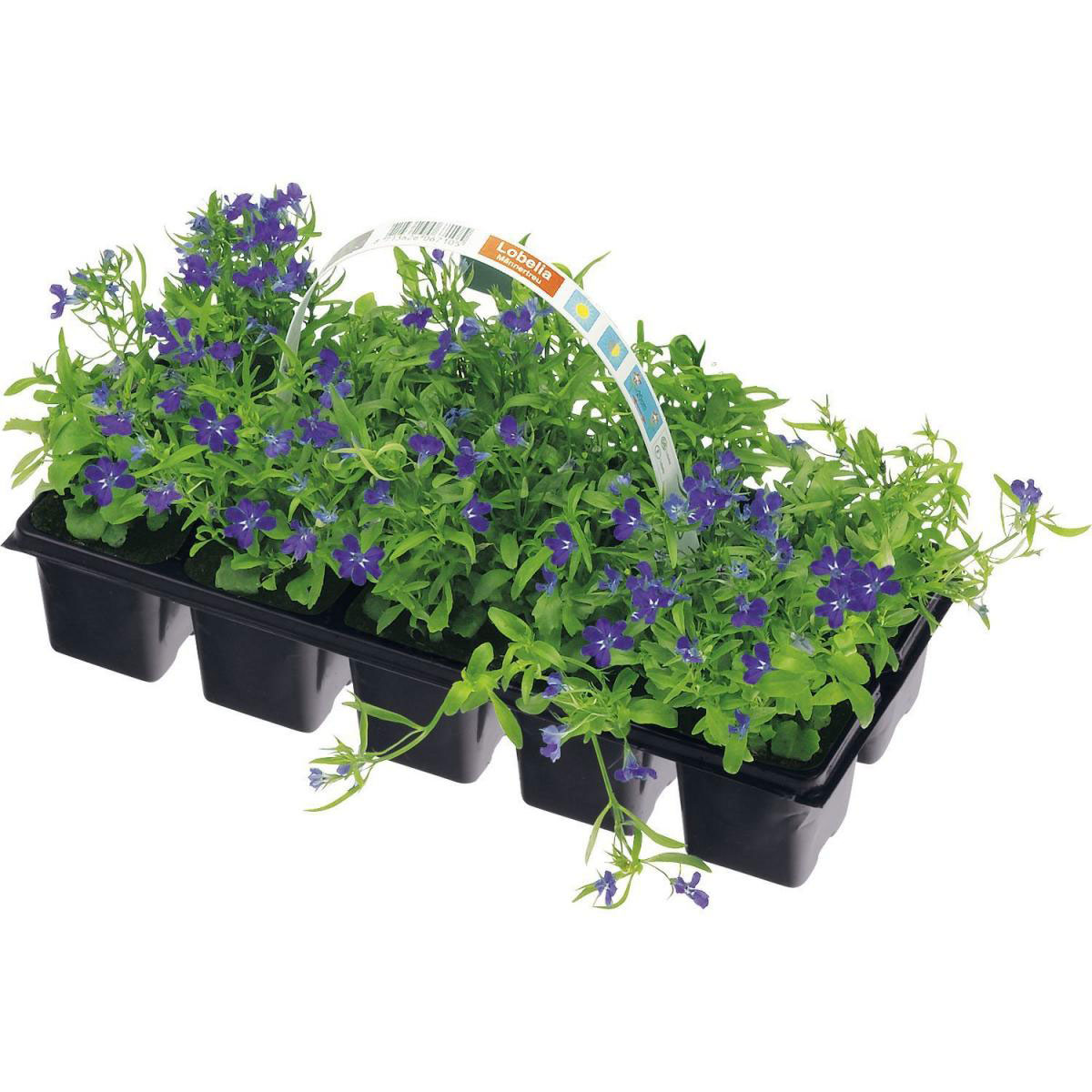 Plantiflor  Lobelie Männertreu 10er Tray | 304067