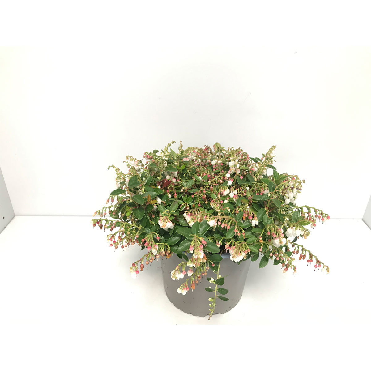 Plantiflor  Scheinbeere blühend Neuzüchtung T17 | 350597