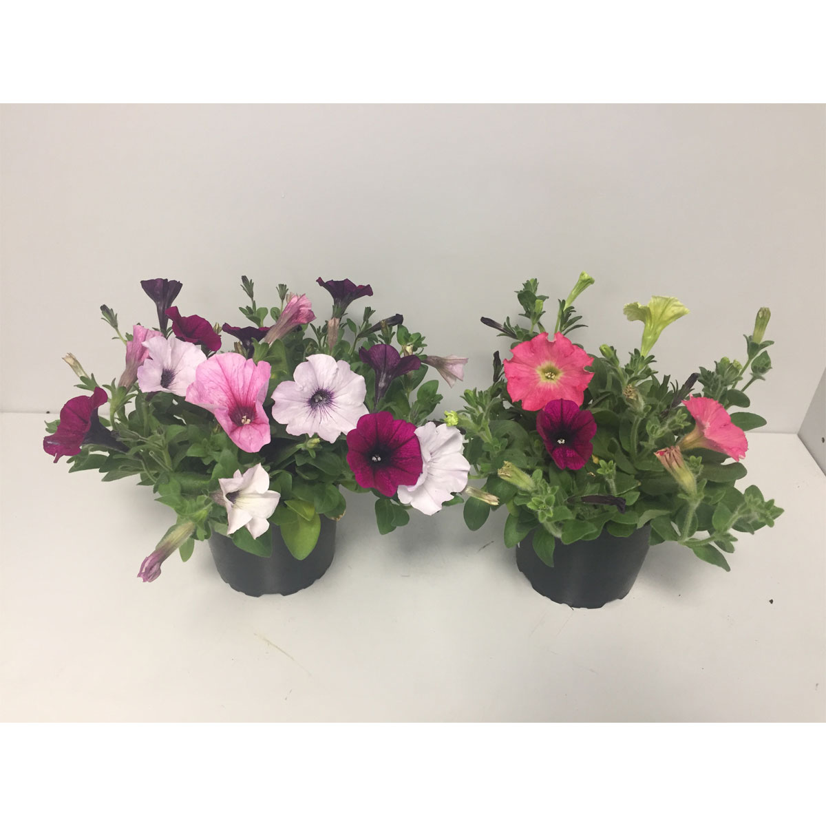 Plantiflor  Petunie Easy Wave 3-farbig Topf Durchmesser 12 cm | 351751