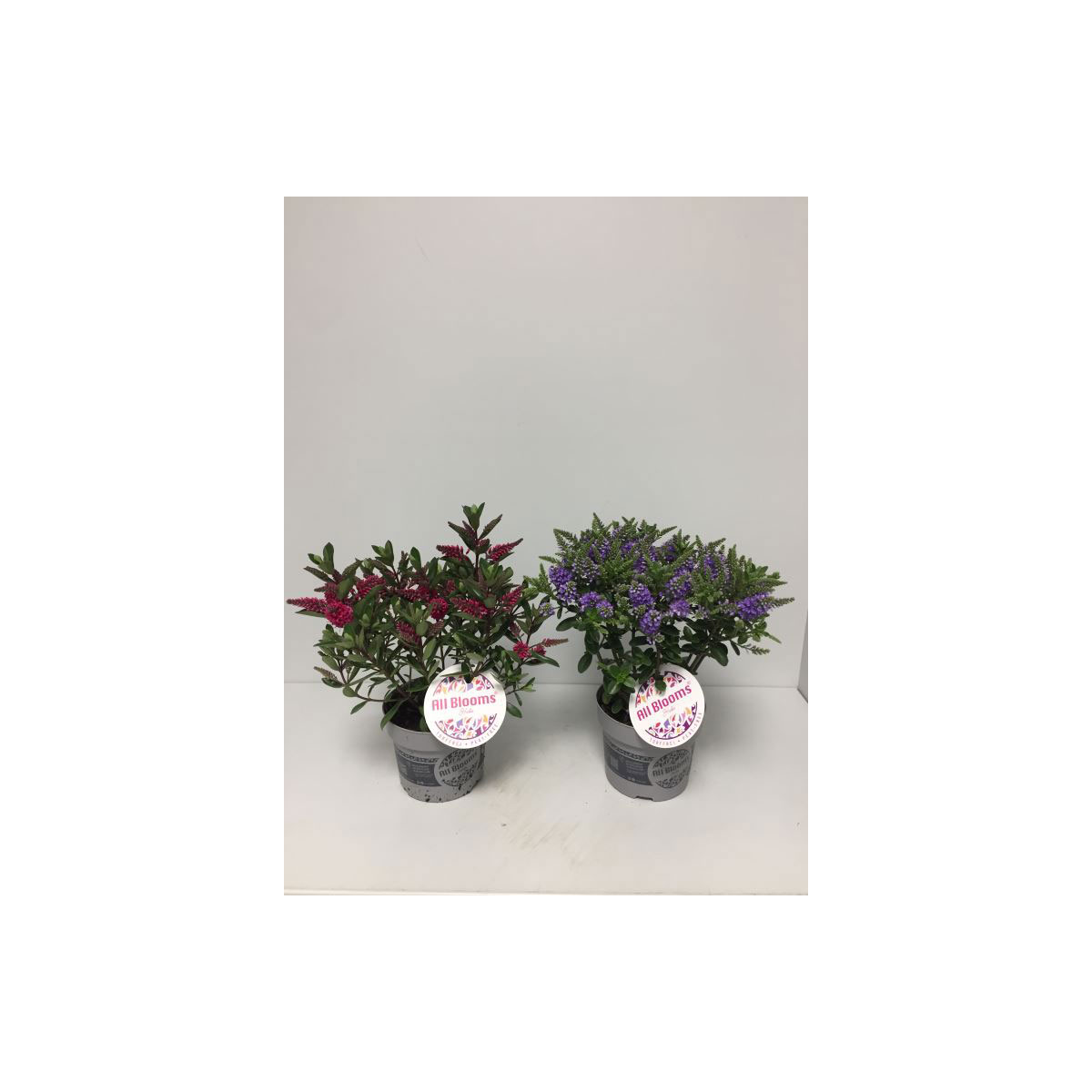 Plantiflor  Hebe All Blooms verschiedene Farben T12 | 351783