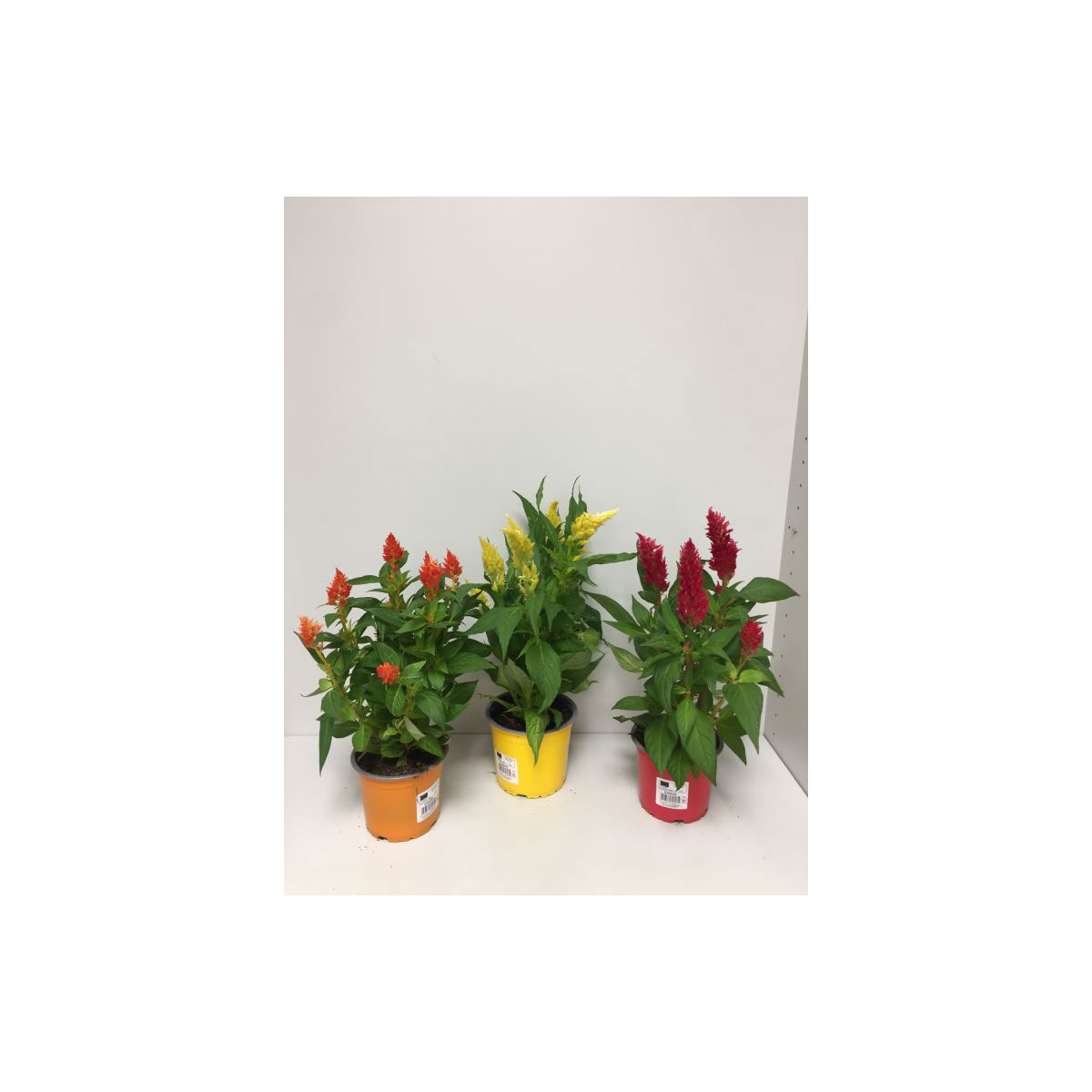 Plantiflor  Celosie Kelos verschiedene Farben T12 | 351870
