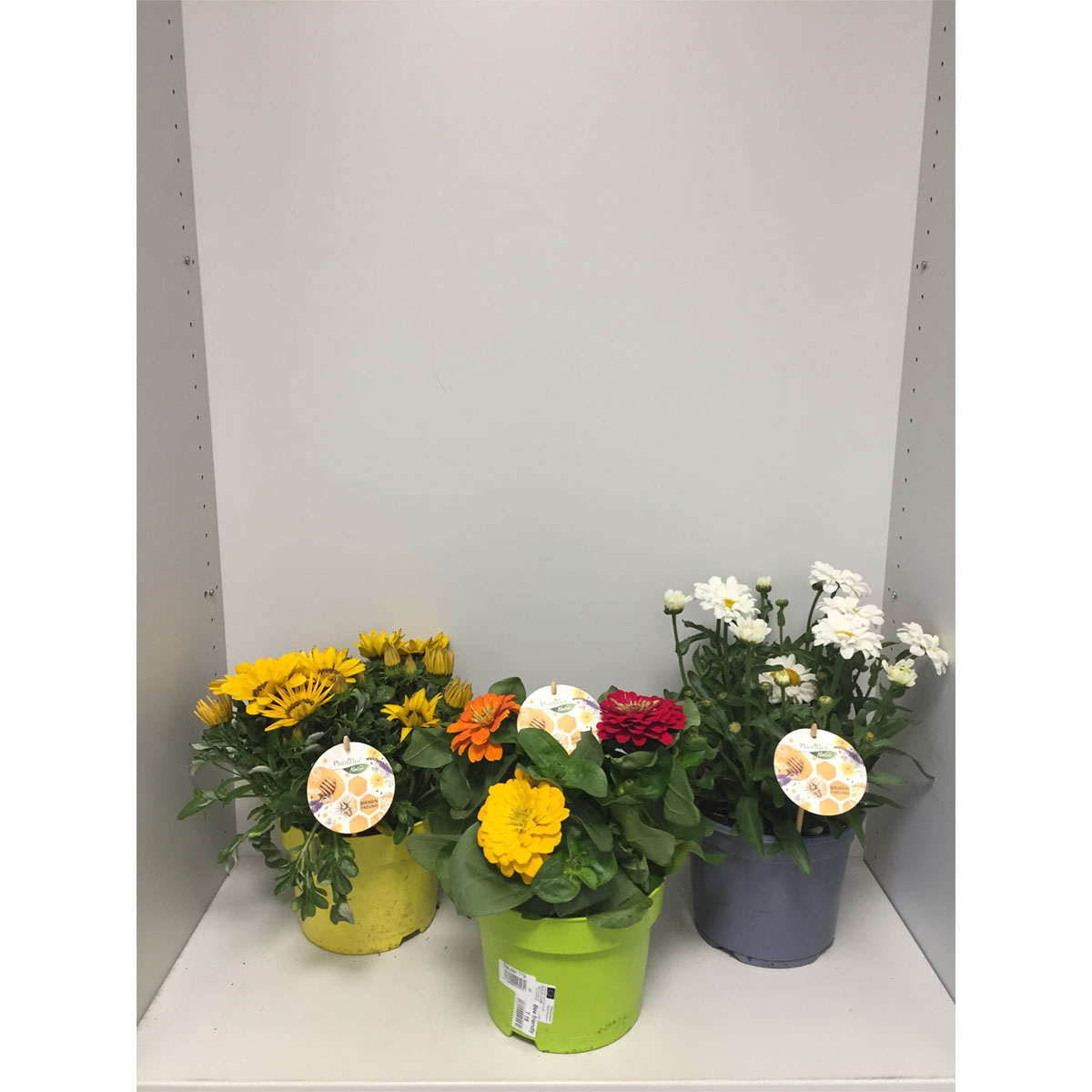 Plantiflor  Bienenfreundliche Blumen versch Sorten | 351875