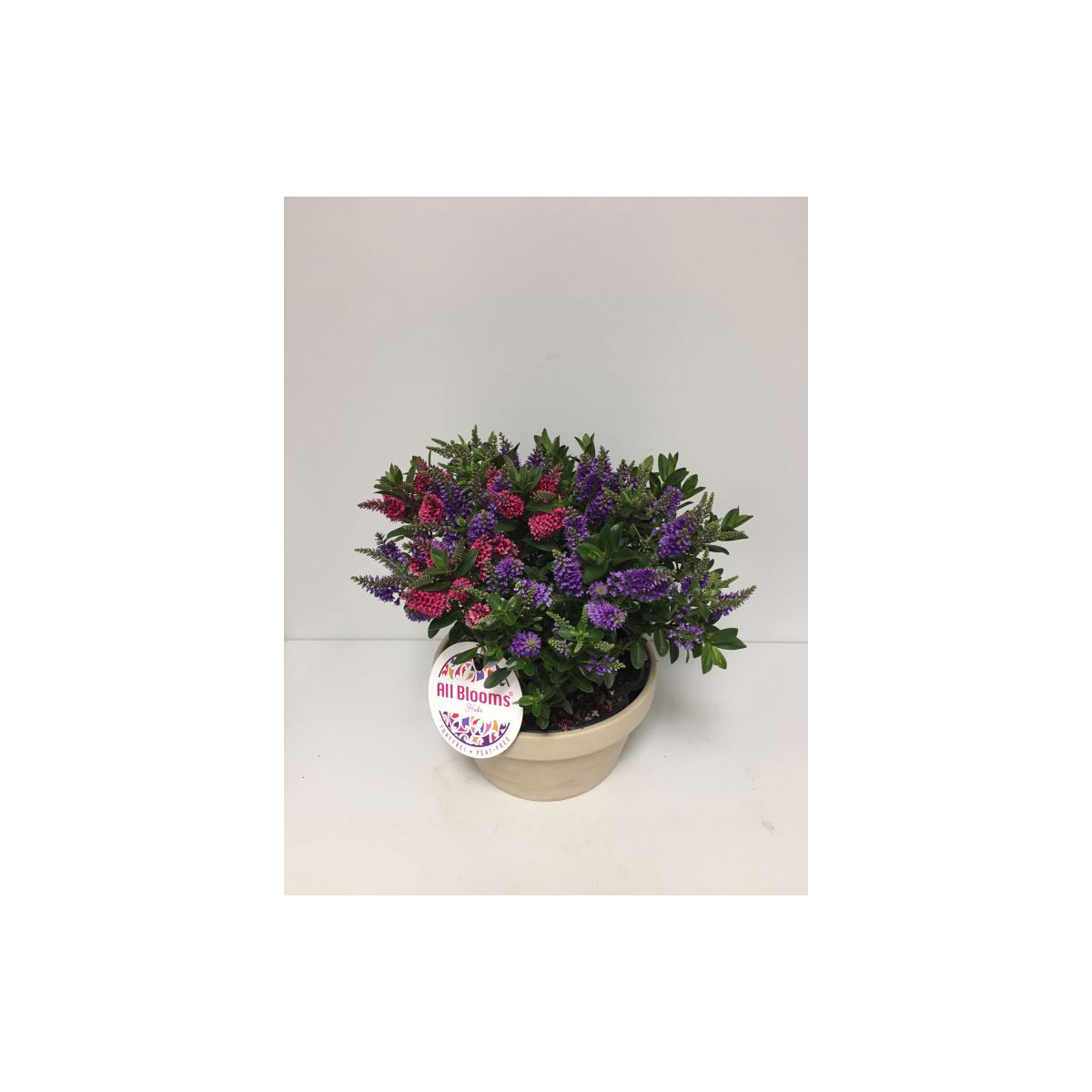 Plantiflor  Strauchveronika All Blooms verschiedene Farben T21 | 356914