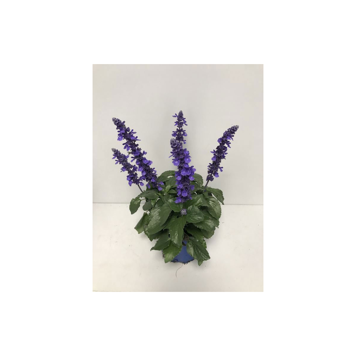 Plantiflor  Mehliger Salbei | 357042