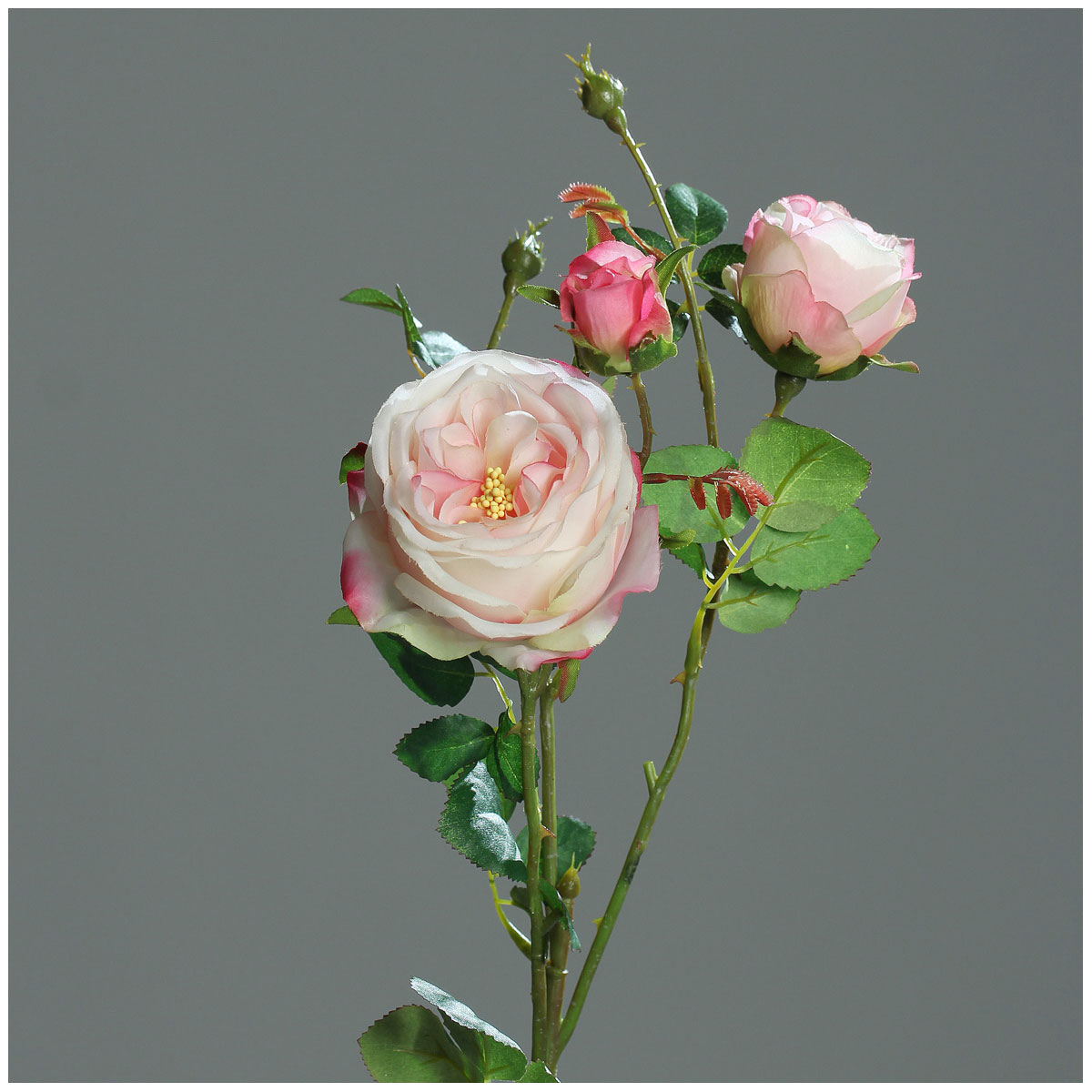 Rose mit Knospen 60 cm pink/weiß | 522169