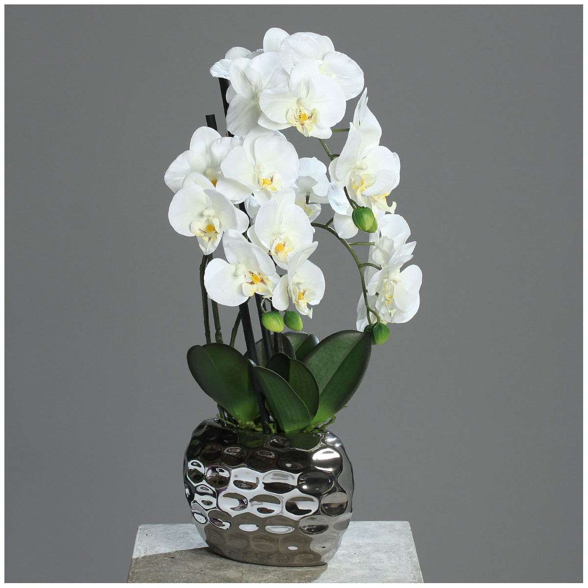 Orchidee Phalänopsis 50 cm cream in silberner Schale | 522280