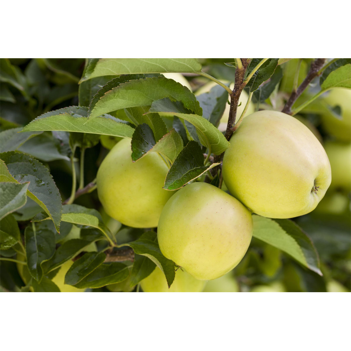 Plantiflor Apfelbaum Golden Delicious hochstamm 175-225 cm | 790805