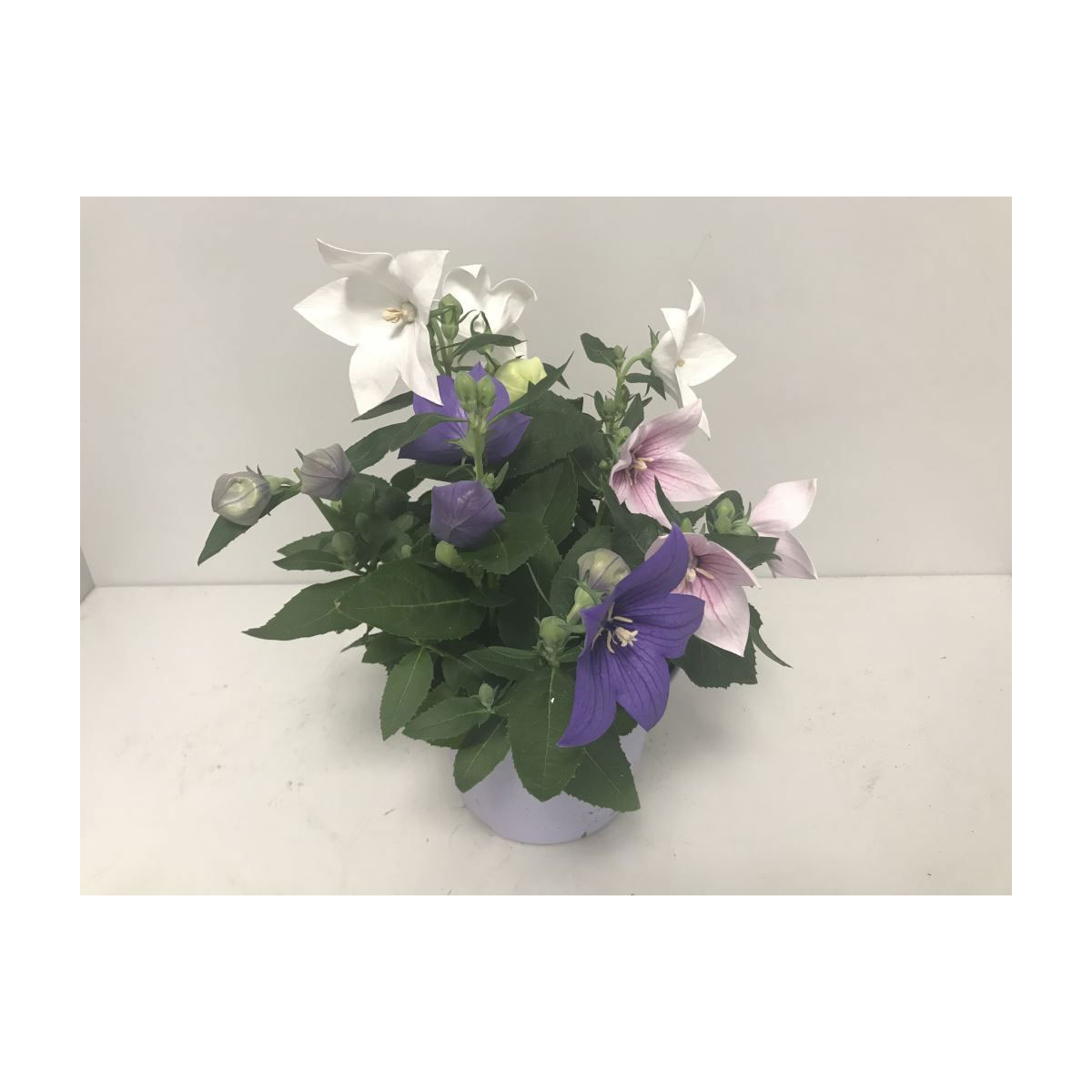 Plantiflor  Ballonblume 3-farbig Durchmesser 15 cm | 93971
